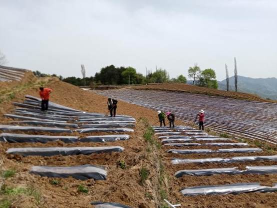 貧困戶(hù)投資20萬(wàn)承包550畝山地，開(kāi)荒三個(gè)月沒(méi)下山，終于年入60萬(wàn)