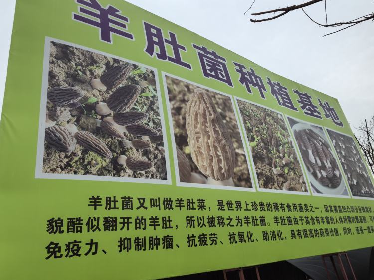 簡篇-耿鎮(zhèn)街道虎家村:引進羊肚菌  種出好“錢”景