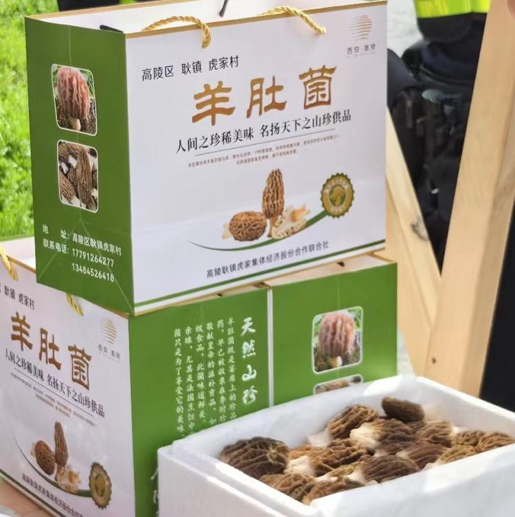 簡篇-耿鎮(zhèn)街道虎家村:引進羊肚菌  種出好“錢”景